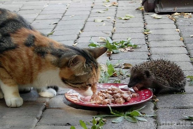 "Friedliche Mahlzeit" nennt Christine Husler (kl. Bild) ihren Schnappschuss mit Katze und Igel, mit dem sie den Fotowettbewerb gewann.