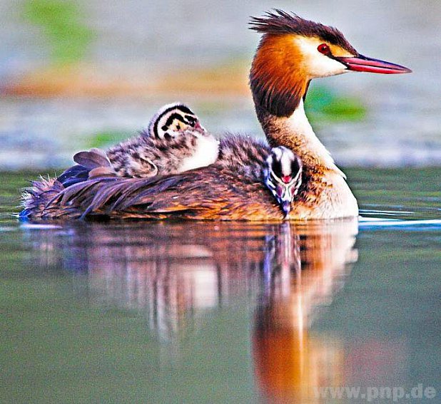 "Kuschelig ist es bei Mama", so knnte das Foto von Martin Sinzinger tituliert sein. Der Fotograf ist bekannt fr seinen besonderen Blick fr Flora, Fauna und Naturschauspielen.