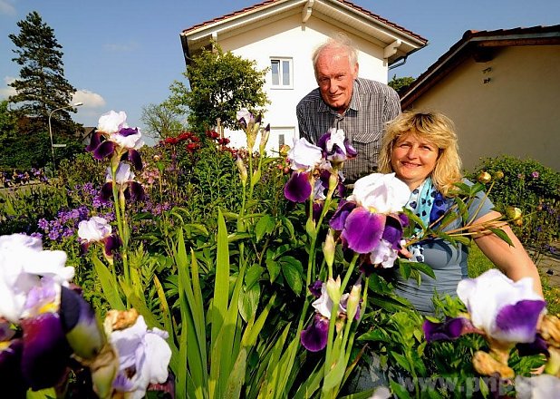 Noch steht das Iris- und Pfingstrosenbeet in voller Blüte. Bis zum 29. Juni wird davon zwar nicht mehr viel übrig sein, dafür aber erwarten Josef Straßer und seine Tochter Angela Rose dann Rittersporn, Phlox und Strauchrosen. − Foto: Alfred Kleiner