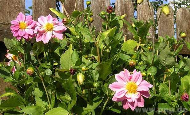 Dahlien sind klassische Herbstblüher.  − Foto: Jobst