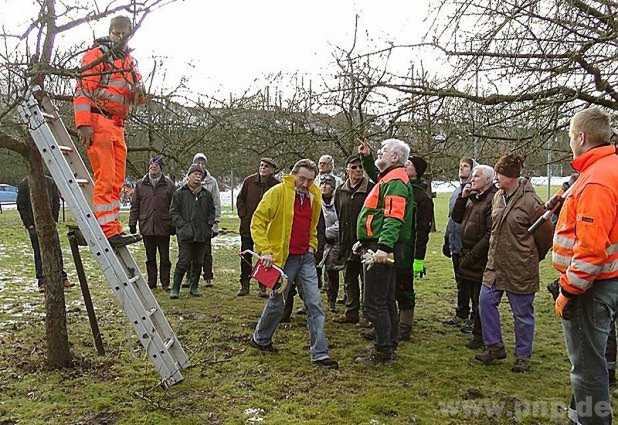 Nach der Theorie ging es ins Praktische: Im Obstlehrgarten bten die Teilnehmer die passenden Schnitttechniken.  − Foto: Hring