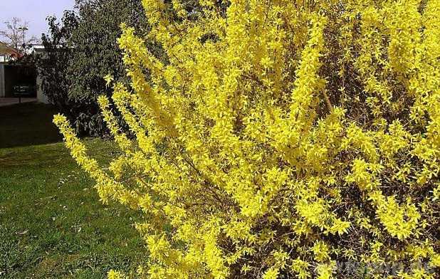 Ein Traum in gelb: Damit die Forsythie kräftig blühen kann, bedarf es eines fachgerechten Schnitts.  − Foto: Jobst