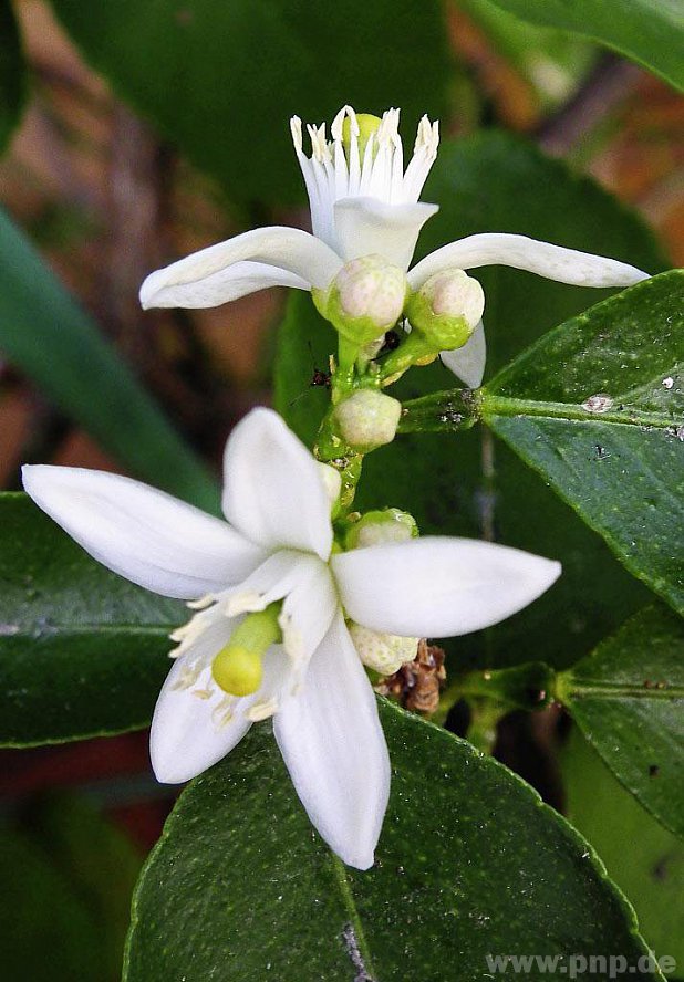 Zwei Zitrusfrucht-Blüten mit Schildlaus. − Foto: 4028mdk09