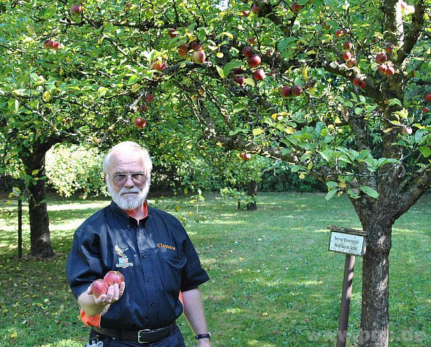 Äpfel der Sorte "Berner Rosenapfel" präsentiert Kreisfachberater Clemens Jobst hier im Obstlehrgarten neben dem Sportgelände des König-Karlmann-Gymnasiums. 1990 wurden dort 50 alte Sorten gepflanzt. − Foto: Blech