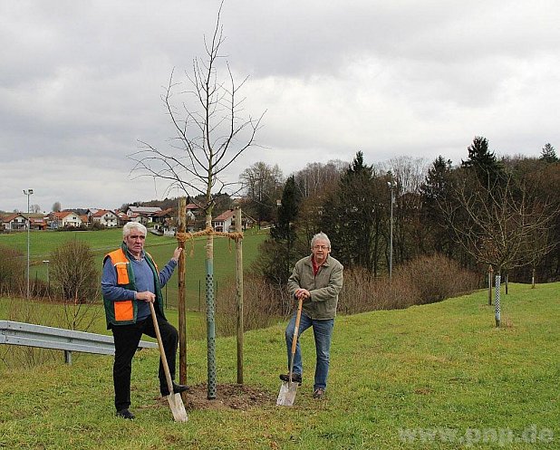 Zwei junge Bäume erinnern an die toten Eltern: Franz Reischl (rechts), der Sohn von Johann und Frieda Reischl, pflanzte eine Winterlinde, die an die Mutter erinnert. Der rechts erkennbare Baum ist eine Eiche, die das Andenken des Vaters aufrecht erhalten soll. Mit dem Spaten war ihm Hermann Demmelhuber behilflich, der Vorsitzende des Gartenbauverein Reischach. − Fotos: Kobler/red
