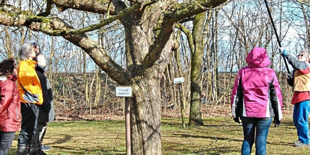 Die Schnittübungen waren der Hauptbestandteil des zweitägigen Gartenseminars. −Fotos: Trager/Richter