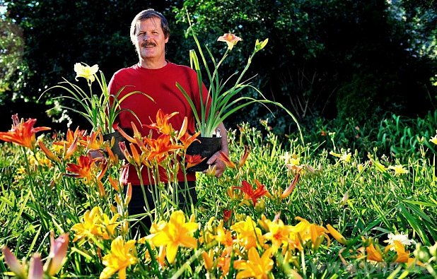 Erhard Schlott inmitten seiner bunten Taglilienpracht. − Foto: Alfred Kleiner