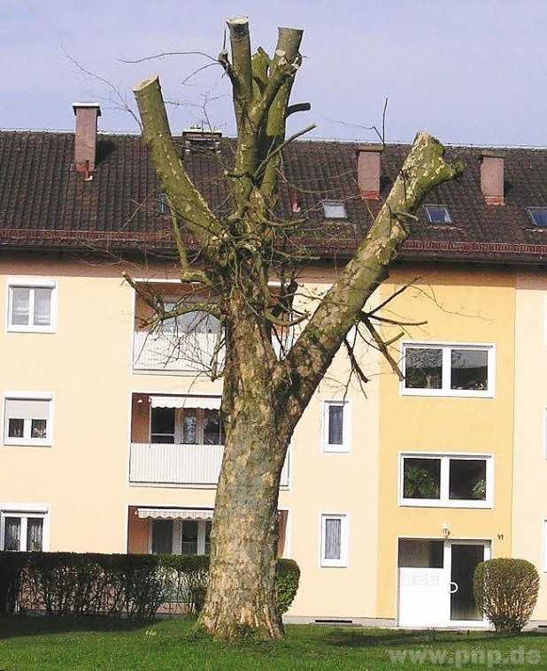 So nicht: Extreme Schnittmaßnahmen führen langfristig zum Baumtod.