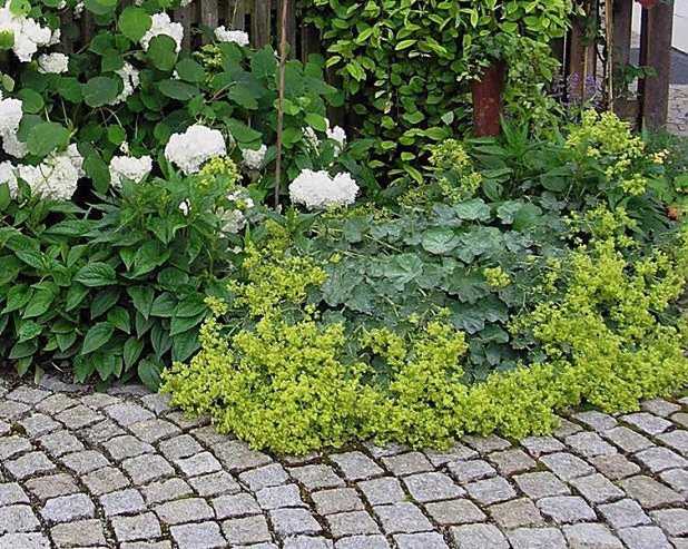 Nicht jeder Quadratzentimeter im Garten muss gemulcht werden. Kleintiere etwa finden unter Bodendeckern ideal Schutz.  − Foto: Jobst