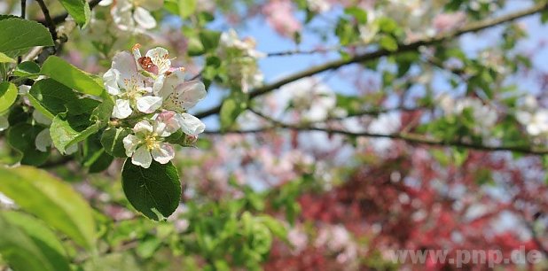 Die Ur-Apfelsorten in Raitenhaslach, auf dem Weg zur Tiefenau, stehen derzeit in voller Blüte − Foto: Kallmeier