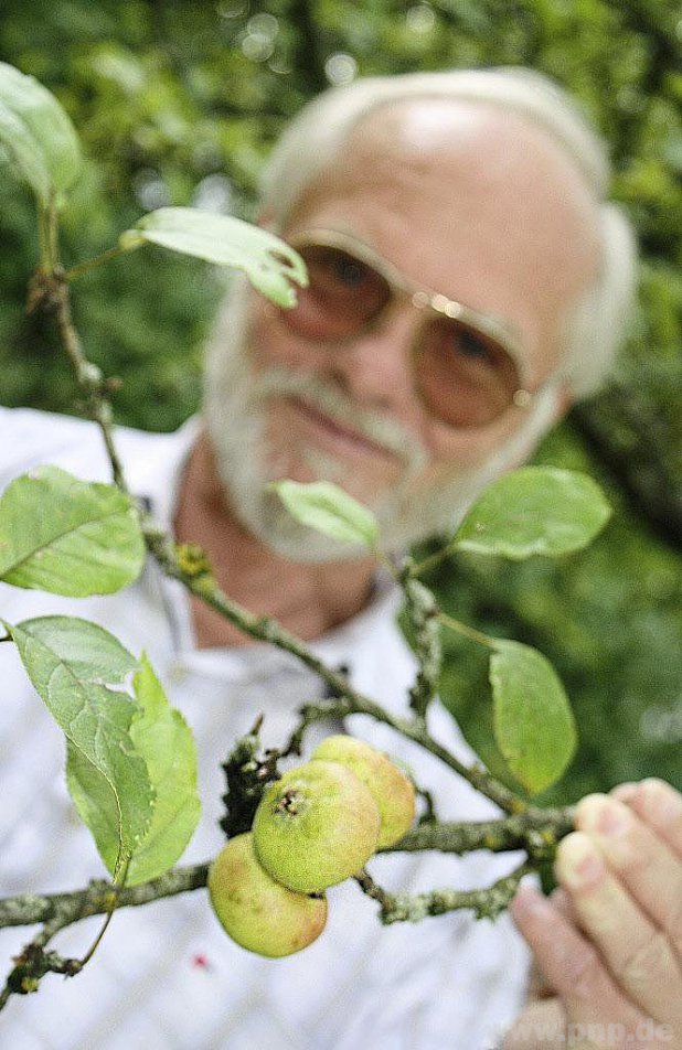 Zuhauf werfen die Obstbäume derzeit ihre noch unreifen Früchte ab, die anhaltende Hitze und vor allem der ausbleibende Regen setzt den Bäume massiv zu, erklärt Clemens Jobst vom Landratsamt. − Foto: Stummer