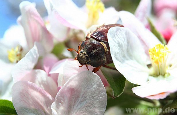 Ein Maikäfer inmitten von Apfelblüten: Von beiden wird in Kürze nicht mehr viel zu sehen sein. − Foto: dpa