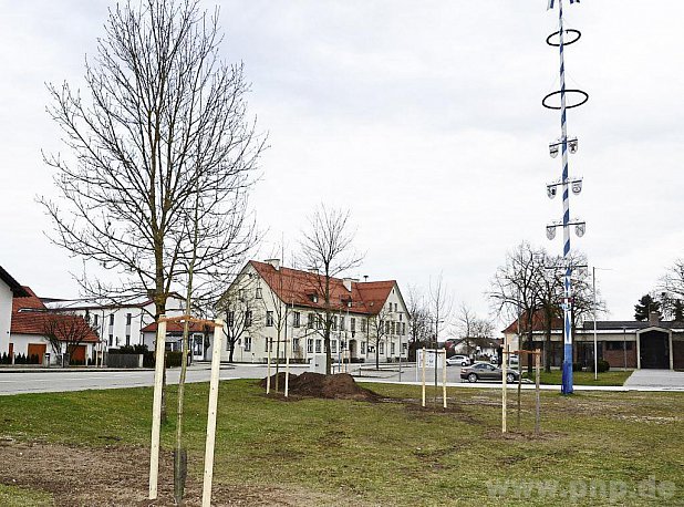 An der Unteren Dorfstraße steht ein Teil der 26 neu in der Ortsmitte gepflanzten Bäume. Mit der gemeinsamen Aktion haben Bauhof und Gartenbauverein den Grundstein für eine schönere Ortsmitte gelegt. In den nächsten Wochen werden die Pflanzen erblühen. − Foto: Fuchs