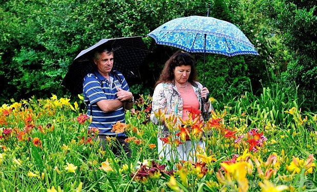 Taglilien sind auch im Regen schön – das konnte man in Marktl erleben. − Foto: Kleiner